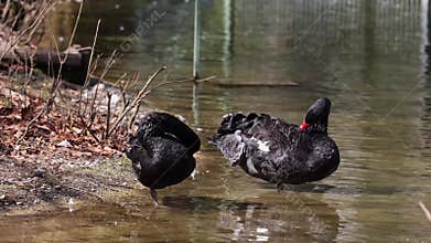 Black Swan, Cygnus atratus in a german nature park