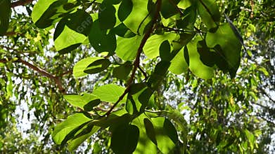 Tropical Green Leaves Absorb Sunlight