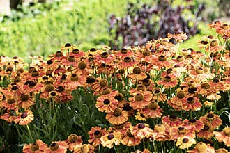 Helenium flower burnt orange