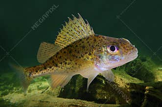 The Eurasian Ruffe (Gymnocephalus cernuus).