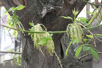 Ash Maple Flowers