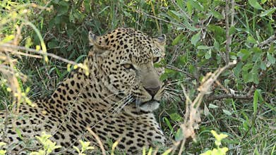 A leopard lying down and giving a little snarl