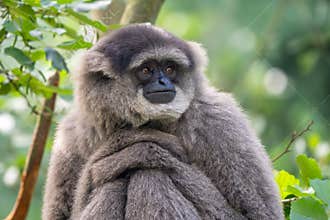 Silvery Gibbon - Hylobates moloch, portrait of beautiful primate