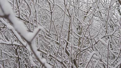 Frosty beauty: Snow-covered branches and fluffs of snow on trees amaze with their winter grandeur. Winter world: The
