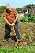 Organic vegetables gardening.