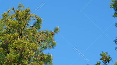 Thuja Trees Are Swaying In The Wind. Green Leaves And Needles Of Coniferous Plant. Pan.