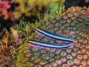 Two Small Neon Gobies on star coral