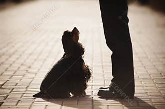 American cocker spaniel training