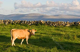 Cow