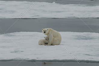 Polar Bear with cub