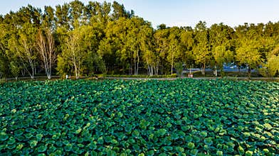 Lotus blossoms in Jingyuetan National Forest Park