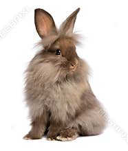 A cute sitting chocolate lionhead bunny rabbit