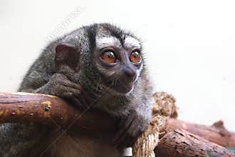 three-striped night monkey Aotus trivirgatus