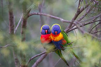 Love Birds in a soft bush setting