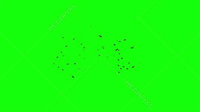3d Animation Of Swarm Of Flying Flies On Green Screen Background. A Lot Of Mosquitoes, Flies, Bees, Insects. For
