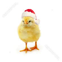 Yellow chick Santa on white, Christmas and New Year concept