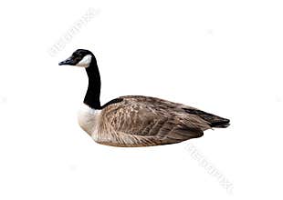 Canada goose isolated on white background
