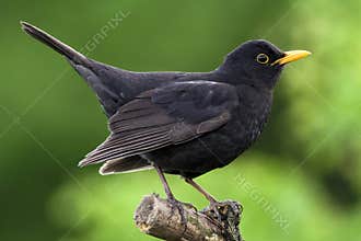 Blackbird