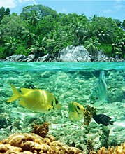 Paradise lunch of colorful coral fish. Tropical beach.