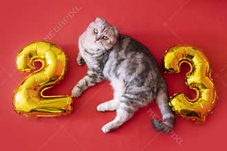 Christmas cat 2023. Kitty with gold foil balloons number 2023 new year. Striped kitten on Christmas festive red