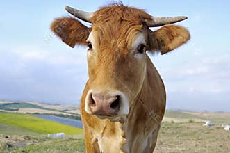 Cow