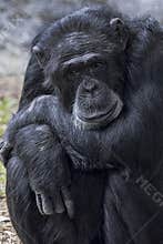 Bored Ape