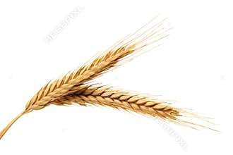 Wheat