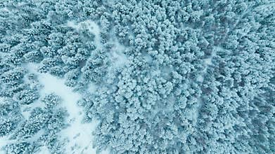 Forest mountains snow cold winter wood hill frozen travel nature