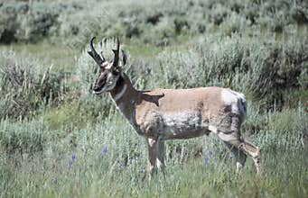 Pronghorn antelope buck male in sagebrush prairie