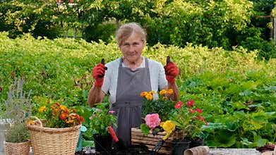 Senior woman plant flowers in the garden. Selective focus.
