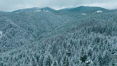Forest mountains snow cold winter wood hill frozen travel nature
