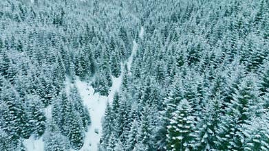 Forest mountains snow cold winter wood hill frozen travel nature