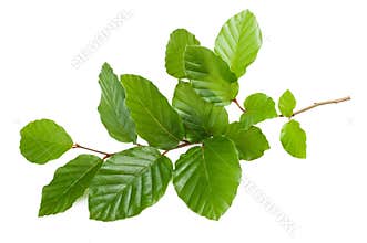 Beech branch