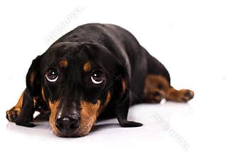 Funny dog face