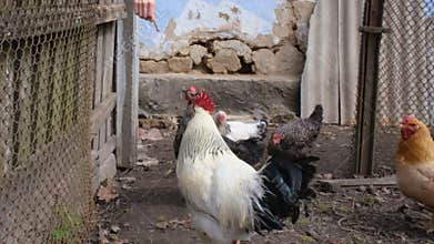 Funny video of Farmer feeding chikens from his hand. Close up view on hens bite feed. Organic farm with poultry breeding