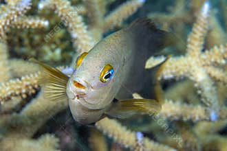 Damselfish in coral