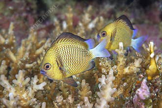 Damselfish in coral
