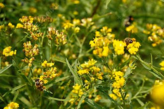 Bumblebees, Arthropod family, honey bees