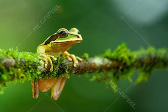 Gliding tree frog Agalychnis spurrelli