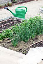 Vegetable garden with drip irrigation