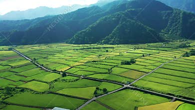Aerial view of  rice fields for cultivation and village