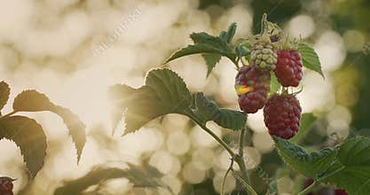 A few raspberries ripen in the sun. Farm organic products