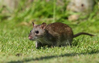 Brown rat.