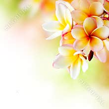 Frangipani Tropical Spa Flower