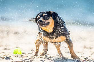 Funny dog games near water, splashing droplets