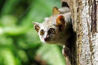 Close up view of a Gray mouse lemur