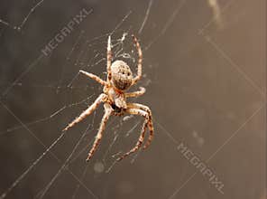 Spider