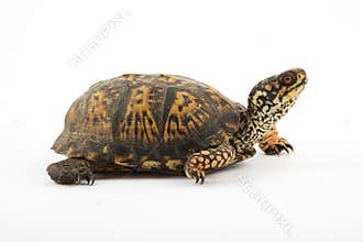 Box Turtle