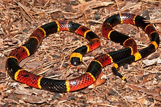 Eastern Coral Snake (Micrurus fulvius)