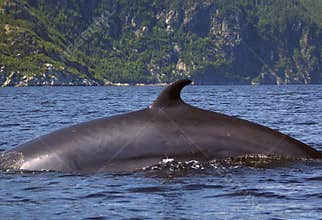 Minke Whale